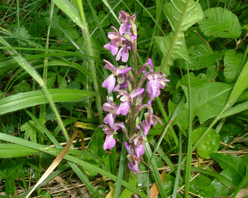 Orchis morio